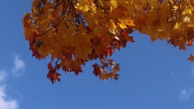 Altın ve kırmızı sonbahar yaprakları açık mavi gökyüzüne karşı sonbaharın özünü yakalıyor..