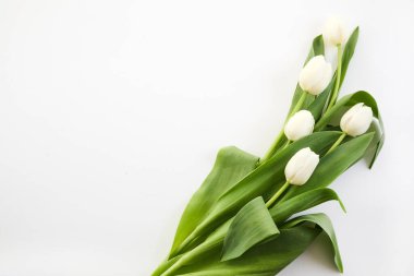 Beyaz arka planda, tazelik ve sadelik saçan beyaz lalelerin minimalist görüntüsü..