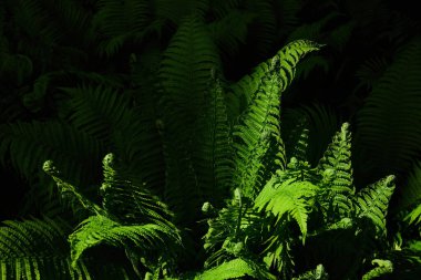 Yaz ortası arkaplanı. Yeşil eğreltiotları yemyeşil. Litha 'nın sembolü, Ligo gecesi. kutsal bitki