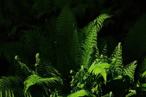 Yaz ortası arkaplanı. Yeşil eğreltiotları yemyeşil. Litha 'nın sembolü, Ligo gecesi. kutsal bitki