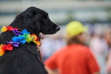 Açık havada canlı bir gökkuşağı kolyesi takan siyah bir köpek..