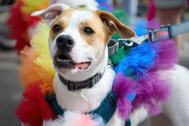 Gökkuşağı eteğiyle süslenmiş neşeli bir köpek neşeli titreşimler yakalar..