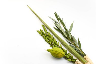 Beyaz zemin üzerinde etrog ve lulav da dahil olmak üzere geleneksel Sukkot sembolleri.