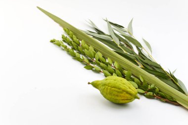 Beyaz arka planda Sukkot kutlamalarında sembolik bir lulav ve etrog seti.
