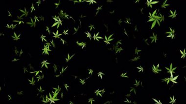 Düşen marihuana yapraklarıyla bitki arka planı. Soyut kenevir hareketi grafikleri. Kusursuz döngü canlandırması.