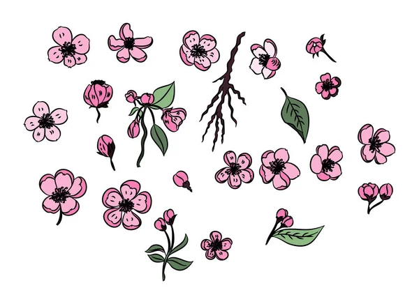 Doodle Art Peach Blossom Plant Sakura Flower Vector — Stock Vector