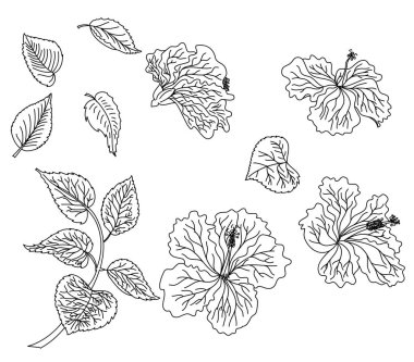 Hibiscus vektör seti beyaz arka plan üzerinde izole.