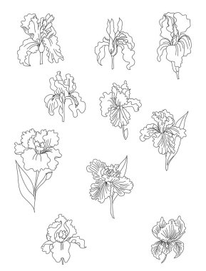 Vektör illüstrasyon iris çiçeği arka planı. Tropikal Japon çiçeği ve botanik iris bahçesi..