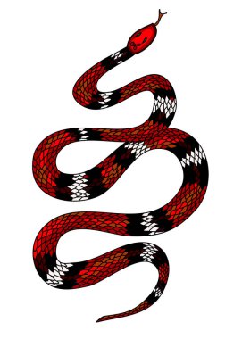 Kırmızı yılan vektörü. Lampropeltis triangulum vektörü. Dövme için kalp ve el yapımı yılan..