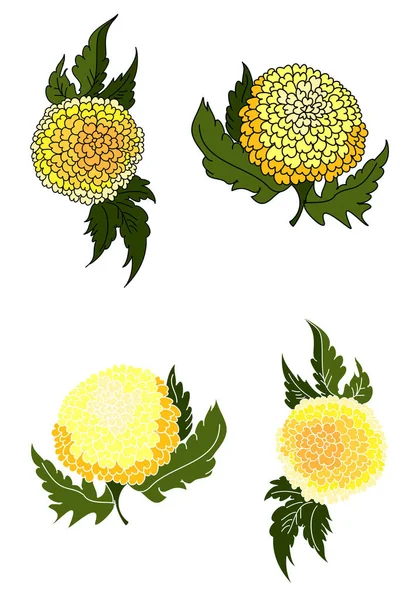 Marigold Çiçek Vektör Seti Botanik — Stok Vektör