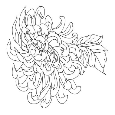 Arka planda basım için kasımpatı içeren renkli bir çiçek. Dövme tasarımı için kasımpatı çiçeği vektörü. Japon çiçek çizimleri için beyaz izole arkaplanda karalama sanatı..