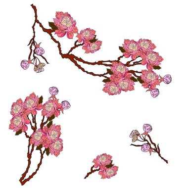 Serbest el Sakura çiçek vektörü seti, Güzel çizgi sanatı Şeftali çiçekleri beyaz arkaplanda izole edildi. Kiraz çiçeği illüstrasyon seti. Kartları birleştirmek ya da arkaplanda yazdırmak için unsur.. 