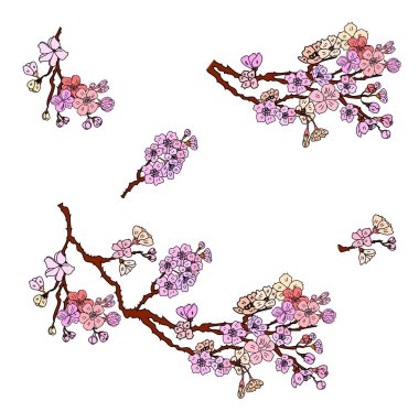 Serbest el Sakura çiçek vektörü seti, Güzel çizgi sanatı Şeftali çiçekleri beyaz arkaplanda izole edildi. Kiraz çiçeği illüstrasyon seti. Kartları birleştirmek ya da arkaplanda yazdırmak için unsur.. 