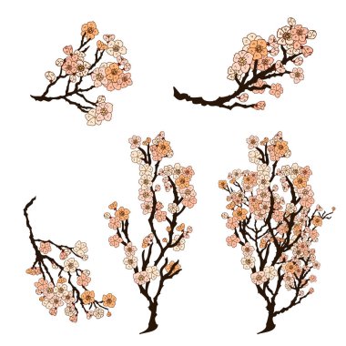 Serbest el Sakura çiçek vektörü seti, Güzel çizgi sanatı Şeftali çiçekleri beyaz arkaplanda izole edildi. Kiraz çiçeği illüstrasyon seti. Kartları birleştirmek ya da arkaplanda yazdırmak için unsur.. 
