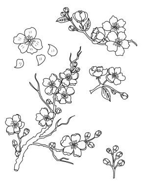 Serbest el Sakura çiçek vektörü seti, Güzel çizgi sanatı Şeftali çiçekleri beyaz arkaplanda izole edildi. Kiraz çiçeği illüstrasyon seti. Kartları birleştirmek ya da arkaplanda yazdırmak için unsur.. 