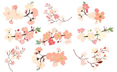 Serbest el Sakura çiçek vektörü seti, Güzel çizgi sanatı Şeftali çiçekleri beyaz arkaplanda izole edildi. Kiraz çiçeği illüstrasyon seti. Kartları birleştirmek ya da arkaplanda yazdırmak için unsur.. 