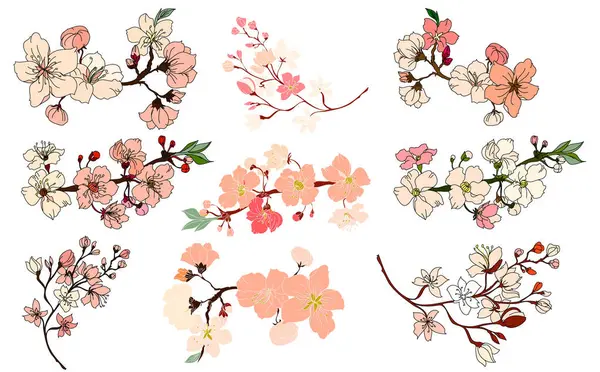 Conjunto Vectores Flores Sakura Mano Libre Hermoso Arte Línea Flor Ilustraciones De Stock Sin Royalties Gratis