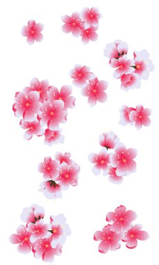 Serbest el Sakura çiçek vektörü seti, Güzel çizgi sanatı Şeftali çiçekleri beyaz arkaplanda izole edildi. Kiraz çiçeği illüstrasyon seti. Kartları birleştirmek ya da arkaplanda yazdırmak için unsur.. 