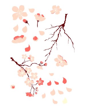 Serbest el Sakura çiçek vektörü seti, Güzel çizgi sanatı Şeftali çiçekleri beyaz arkaplanda izole edildi. Kiraz çiçeği illüstrasyon seti. Kartları birleştirmek ya da arkaplanda yazdırmak için unsur.. 