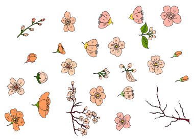 Serbest el Sakura çiçek vektörü seti, Güzel çizgi sanatı Şeftali çiçekleri beyaz arkaplanda izole edildi. Kiraz çiçeği illüstrasyon seti. Kartları birleştirmek ya da arkaplanda yazdırmak için unsur.. 