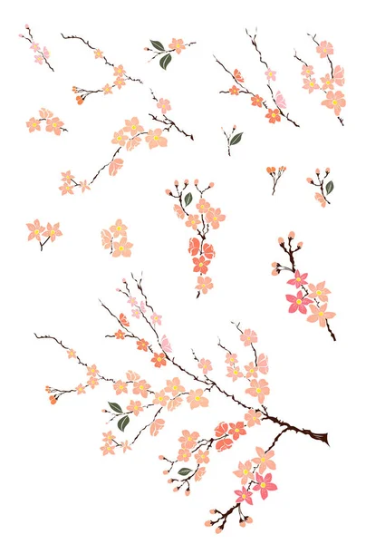 Conjunto Vectores Flores Sakura Mano Libre Hermoso Arte Línea Flor Gráficos Vectoriales