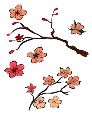 Serbest el Sakura çiçek vektörü seti, Güzel çizgi sanatı Şeftali çiçeği beyaz arka planda izole edilir. Duvar kağıdına resim yapmak için kiraz çiçeği dalı ya da arka planda dövme fikri.