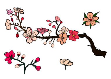 Serbest el Sakura çiçek vektörü seti, Güzel çizgi sanatı Şeftali çiçeği beyaz arka planda izole edilir. Duvar kağıdına resim yapmak için kiraz çiçeği dalı ya da arka planda dövme fikri.