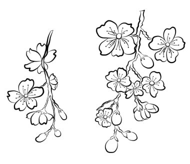 Serbest el Sakura çiçek vektörü seti, Güzel çizgi sanatı Şeftali çiçeği beyaz arka planda izole edilir. Duvar kağıdına resim yapmak için kiraz çiçeği dalı ya da arka planda dövme fikri.