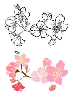 Serbest el Sakura çiçek vektörü seti, Güzel çizgi sanatı Şeftali çiçekleri beyaz arkaplanda izole edildi. Kiraz çiçeği illüstrasyon seti. Kartları birleştirmek ya da arkaplanda yazdırmak için unsur.. 