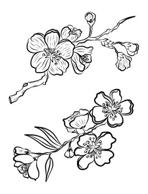 Serbest el Sakura çiçek vektörü seti, Güzel çizgi sanatı Şeftali çiçekleri beyaz arkaplanda izole edildi. Kiraz çiçeği illüstrasyon seti. Kartları birleştirmek ya da arkaplanda yazdırmak için unsur.. 