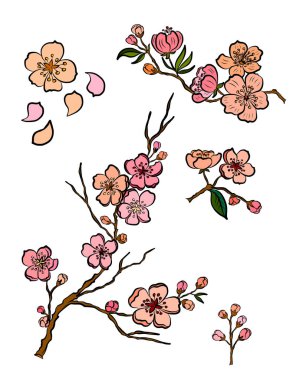 Serbest el Sakura çiçek vektörü seti, Güzel çizgi sanatı Şeftali çiçekleri beyaz arkaplanda izole edildi. Kiraz çiçeği illüstrasyon seti. Kartları birleştirmek ya da arkaplanda yazdırmak için unsur.. 