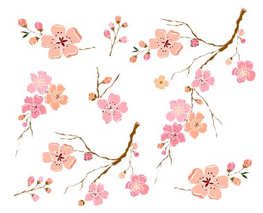 Serbest el Sakura çiçek vektörü seti, Güzel çizgi sanatı Şeftali çiçekleri beyaz arkaplanda izole edildi. Kiraz çiçeği illüstrasyon seti. Kartları birleştirmek ya da arkaplanda yazdırmak için unsur.. 