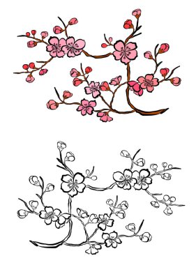 Serbest el Sakura çiçek vektörü seti, Güzel çizgi sanatı Şeftali çiçekleri beyaz arkaplanda izole edildi. Kiraz çiçeği illüstrasyon seti. Kartları birleştirmek ya da arkaplanda yazdırmak için unsur.. 