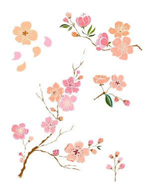 Serbest el Sakura çiçek vektörü seti, Güzel çizgi sanatı Şeftali çiçekleri beyaz arkaplanda izole edildi. Kiraz çiçeği illüstrasyon seti. Kartları birleştirmek ya da arkaplanda yazdırmak için unsur.. 