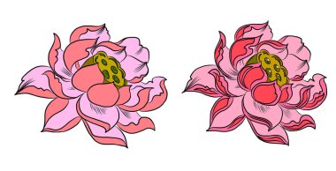 El çizimi güzel çizilmiş Lotus serisi, el çizimi lotus çiçeği izole vektör seti. Güzel pembe nilüfer çiçeği seti.