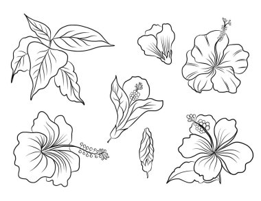 Siyah ve beyaz Hibiscus vektörü beyaz arkaplanda izole edildi