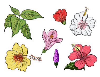 Siyah ve beyaz Hibiscus vektörü beyaz arkaplanda izole edildi