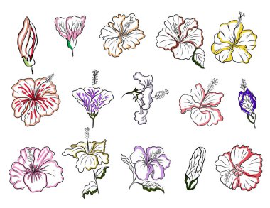 Siyah ve beyaz Hibiscus vektörü beyaz arkaplanda izole edildi