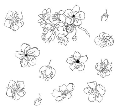 Serbest el Sakura vektör seti, Güzel çizgi sanatsal şeftali çiçeği beyaz arka planda izole edildi. Duvar kağıdına resim yapmak için kiraz çiçeği dalı ya da arka planda dövme fikri. Basılı kitap kapağı için çiçek..