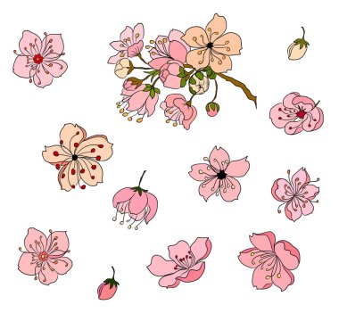 Serbest el Sakura vektör seti, Güzel çizgi sanatsal şeftali çiçeği beyaz arka planda izole edildi. Duvar kağıdına resim yapmak için kiraz çiçeği dalı ya da arka planda dövme fikri. Basılı kitap kapağı için çiçek..