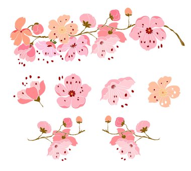 Serbest el Sakura vektör seti, Güzel çizgi sanatsal şeftali çiçeği beyaz arka planda izole edildi. Duvar kağıdına resim yapmak için kiraz çiçeği dalı ya da arka planda dövme fikri. Basılı kitap kapağı için çiçek..