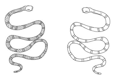 Kırmızı yılan vektörü. Lampropeltis triangulum vektörü. Dövme için kalp ve el yapımı yılan..