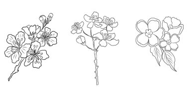 Beyaz üzerine kiraz ağacı dalı. Vektör illüstrasyonu Sakura Çiçeği, Güzel Şeftali Çiçeği izole vektörü. Japon çiçekleri..