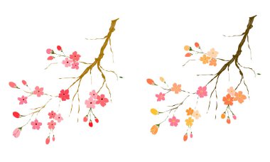 Serbest el Sakura çiçek vektörü seti, Güzel çizgi sanatı Şeftali çiçekleri beyaz arkaplanda izole edildi. Kiraz çiçeği illüstrasyon seti. Kartları birleştirmek ya da arkaplanda yazdırmak için unsur.. 