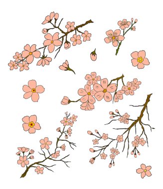 Serbest el Sakura çiçek vektörü seti, Güzel çizgi sanatı Şeftali çiçekleri beyaz arkaplanda izole edildi. Kiraz çiçeği illüstrasyon seti. Kartları birleştirmek ya da arkaplanda yazdırmak için unsur.. 