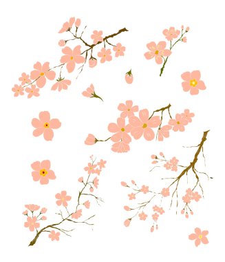 Serbest el Sakura çiçek vektörü seti, Güzel çizgi sanatı Şeftali çiçekleri beyaz arkaplanda izole edildi. Kiraz çiçeği illüstrasyon seti. Kartları birleştirmek ya da arkaplanda yazdırmak için unsur.. 