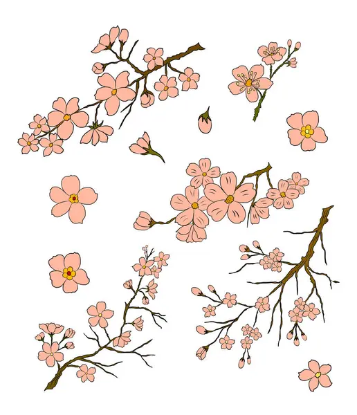 Serbest el Sakura çiçek vektörü seti, Güzel çizgi sanatı Şeftali çiçekleri beyaz arkaplanda izole edildi. Kiraz çiçeği illüstrasyon seti. Kartları birleştirmek ya da arkaplanda yazdırmak için unsur.. 