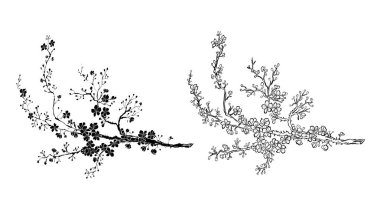 Serbest el Sakura çiçek vektörü seti, Güzel çizgi sanatı Şeftali çiçekleri beyaz arkaplanda izole edildi. Kiraz çiçeği illüstrasyon seti. Kartları birleştirmek ya da arkaplanda yazdırmak için unsur.. 
