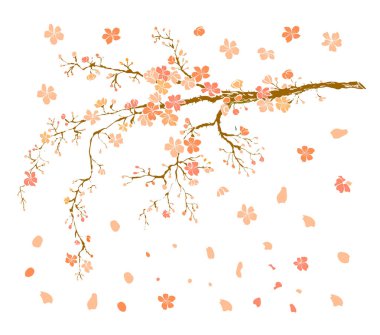 Serbest el Sakura çiçek vektörü seti, Güzel çizgi sanatı Şeftali çiçekleri beyaz arkaplanda izole edildi. Kiraz çiçeği illüstrasyon seti. Kartları birleştirmek ya da arkaplanda yazdırmak için unsur.. 