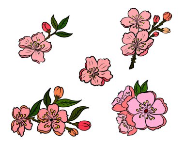 Serbest el Sakura çiçek vektörü seti, Güzel çizgi sanatı Şeftali çiçekleri beyaz arkaplanda izole edildi. Kiraz çiçeği illüstrasyon seti. Kartları birleştirmek ya da arkaplanda yazdırmak için unsur.. 